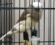 blue and white yorkshire canary