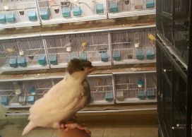 crested stafford canary