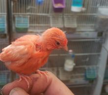 baby red factor canary