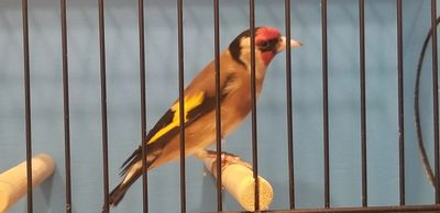 European Goldfinch