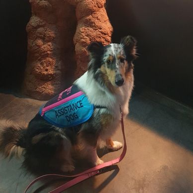 blue merle collie in a sit position wearing an assistance dog vest in front of animal display