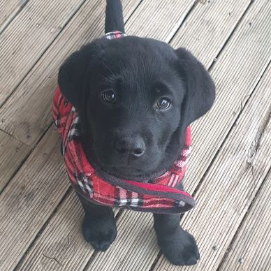 black labrador puppy in plaid jacket