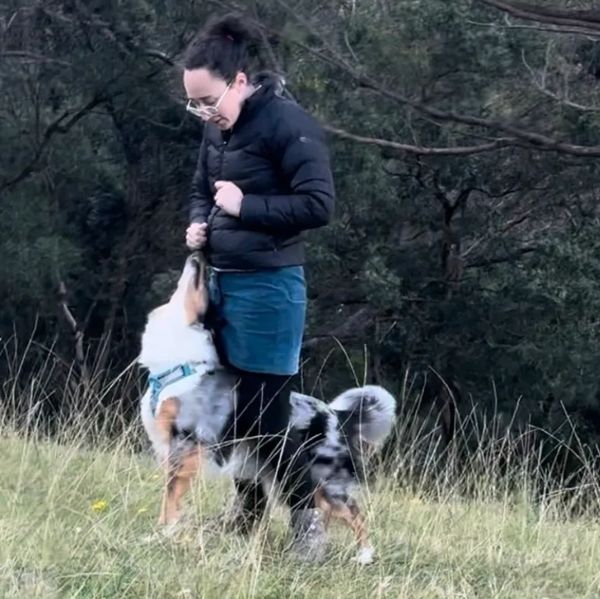Blue merle collie in middle position staring at female handler.