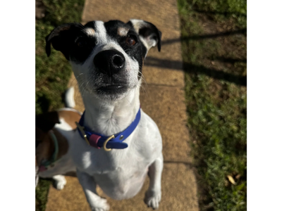 black and white jack russel looking into the camera on his back legs