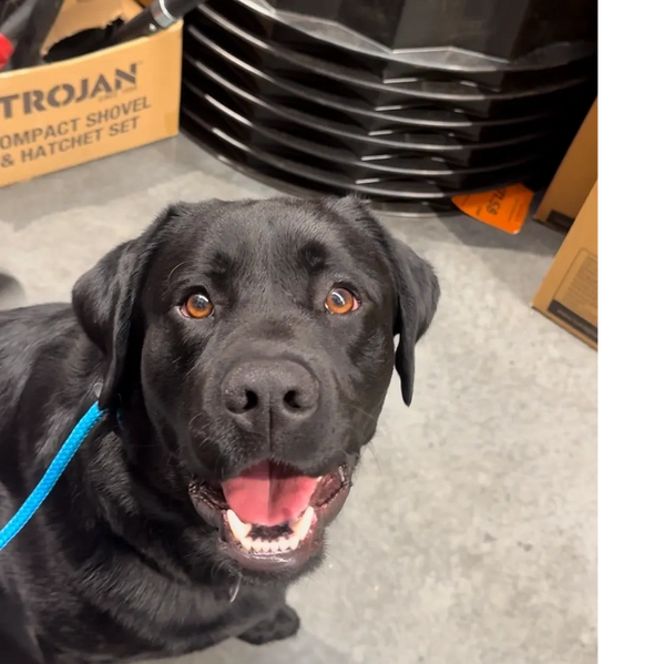 black labrador staring at the camera mouth open wearing blue lead