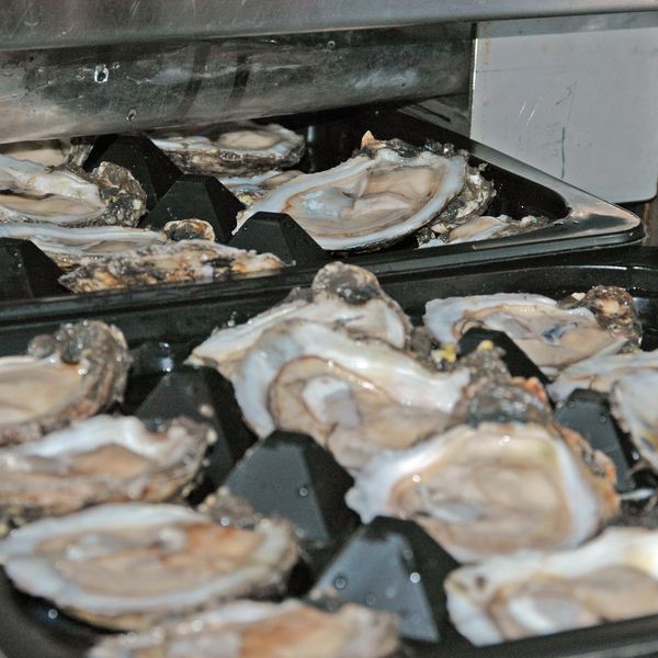 IQF oysters, frozen oysters 