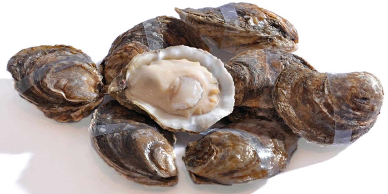 irradiated oysters