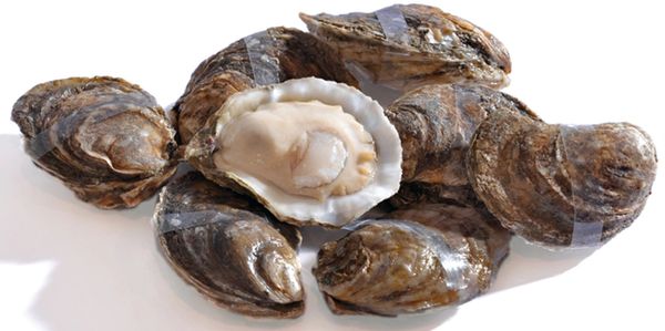 Irradiated oysters
