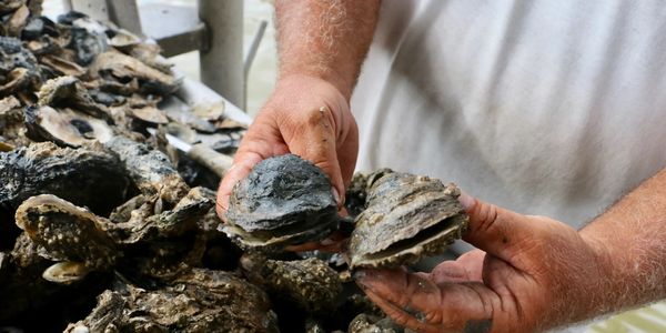 Mitch Jurisich holds two dead oysters on a boat in Empire, LA. Healthy oyster shells are typically b