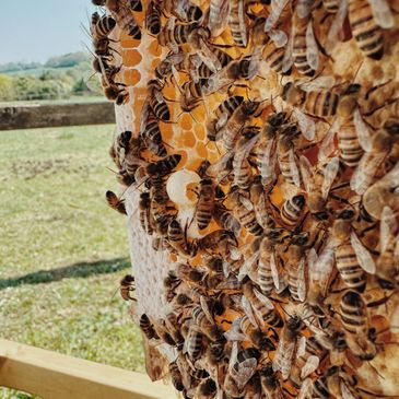 Close-up of honeybees on a honeycomb frame outdoors.