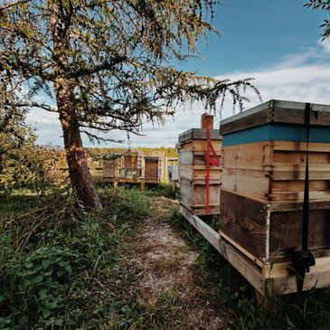 Wooden beehives lined up under a tree in a green field on a sunny day.