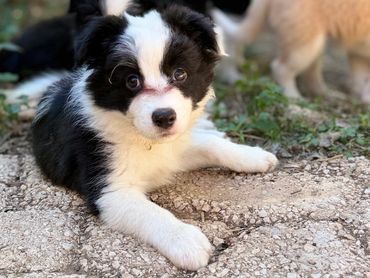 Available Female - Odette de Harhoura