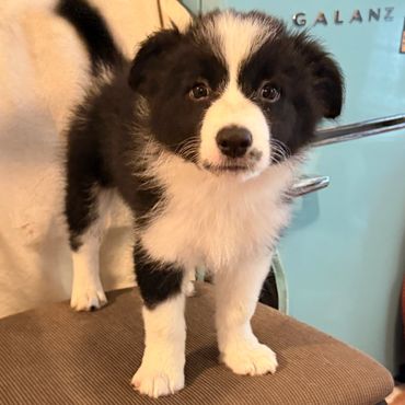 Reserved Male - Texas