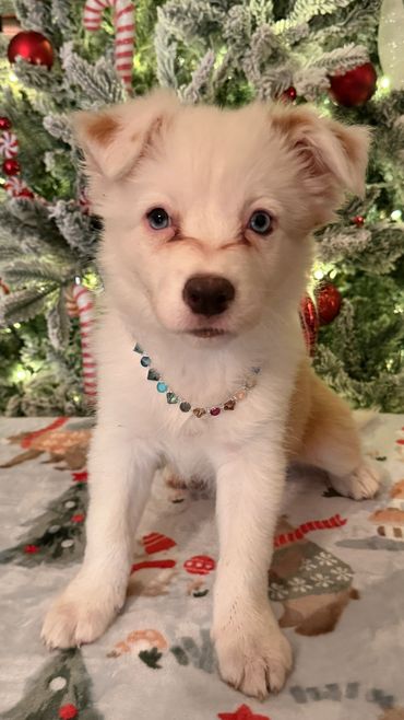 Reserved Female - Texas