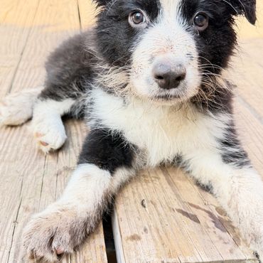 Show Quality Male Available