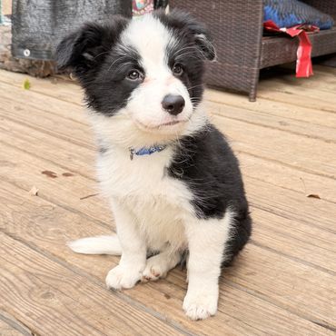 Reserved Male - California