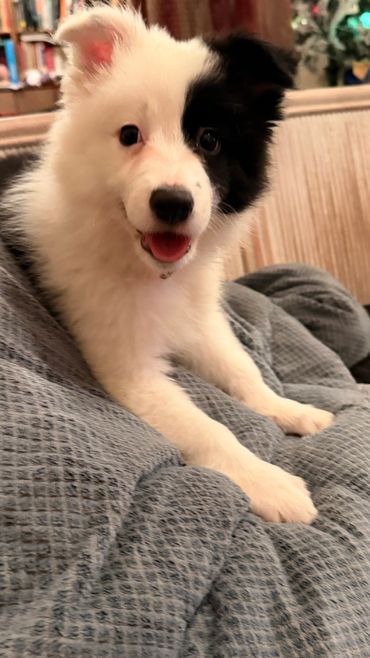 Available Female - Olympia de Harhoura