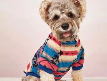 A cute dog wearing a colorful striped sweater.