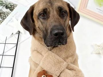 Keep your pet warm and comfortable during cooler days with our Cosy Plush Pet Scarf.