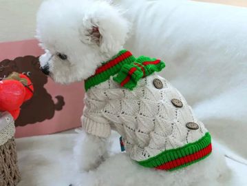 Small white dog wearing a festive knitted sweater with buttons and a bow.