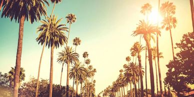 Photo of Palm Trees in Beverly Hills.