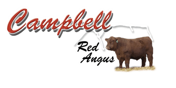 Campbell Red Angus