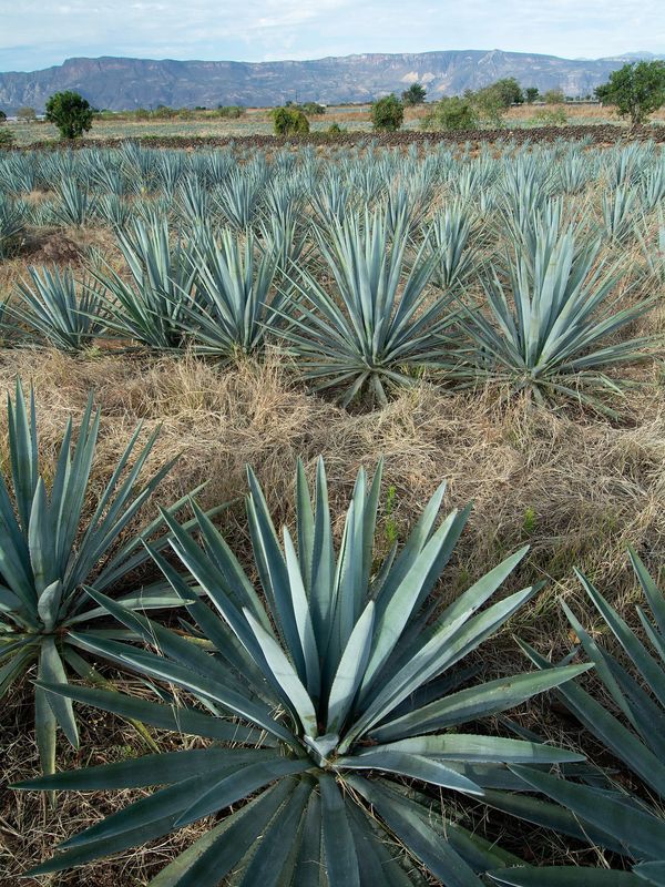 blue agave plants in rows with the Mexican countryside in the background