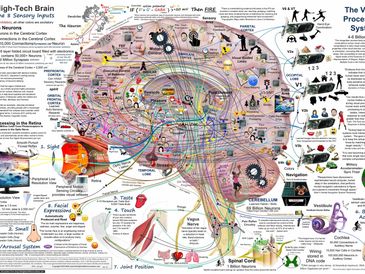 Detailed infographic illustrating the brain's sensory inputs and visual processing system.