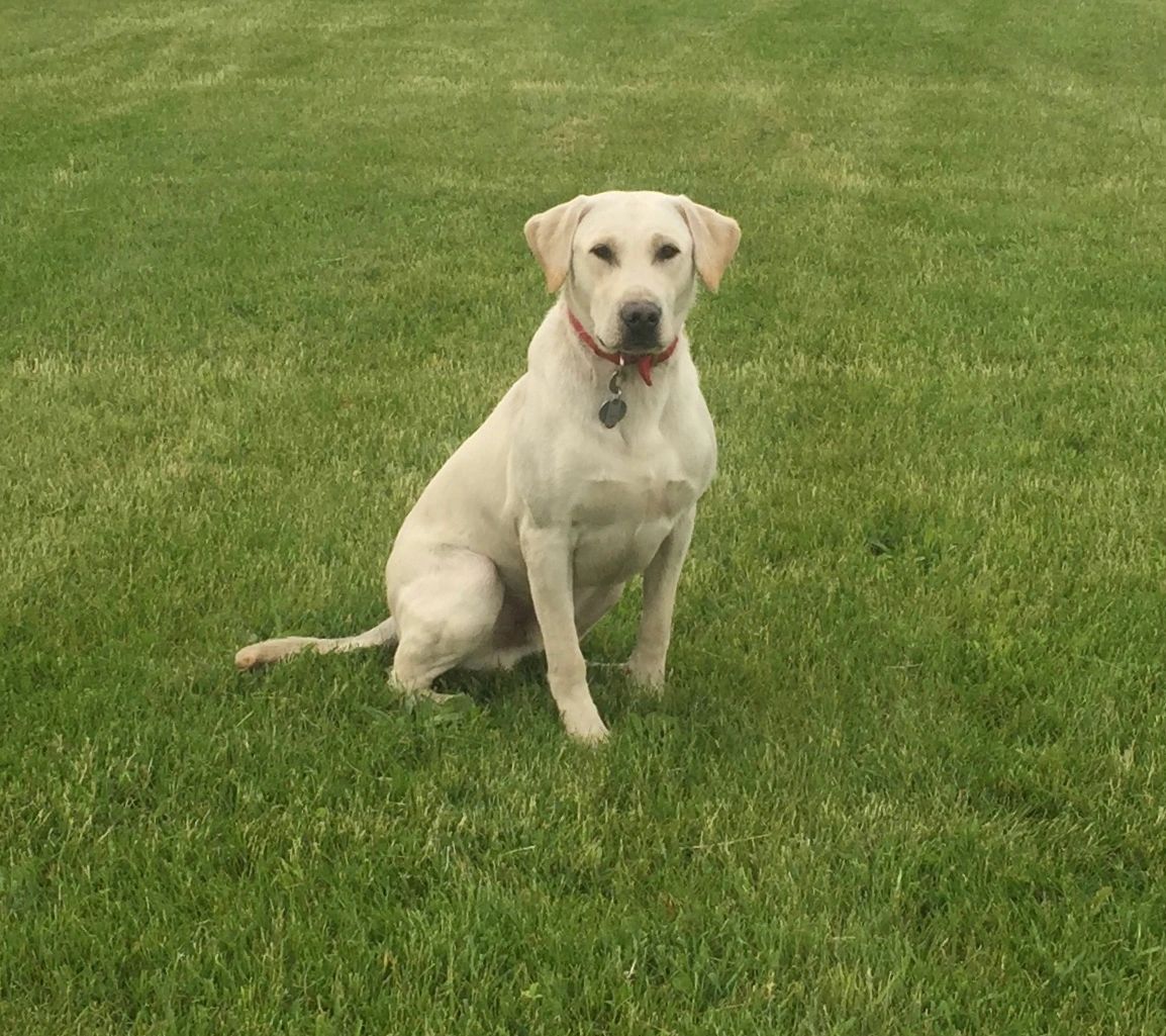 7 X UFTA F. Ch. Portentoso's Prince Ronto, Gun dog Hall of Fame