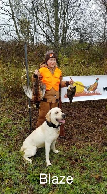 Portentoso's Burning Blaze, Labrador Retriever, Youth guide hunt, upland pheasant, Seneca County Phe
