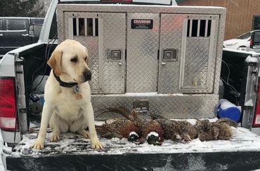 Portentoso's Burning Blaze, Labrador Retriever, Upland pheasant hunting
