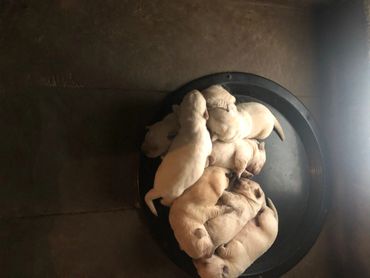 Labrador Retriever Puppies