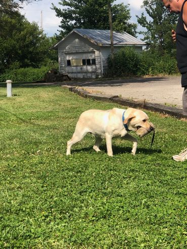 Portentoso's Burning Blaze, Labrador Retriever.  Yard retrieve work, with bumpers.