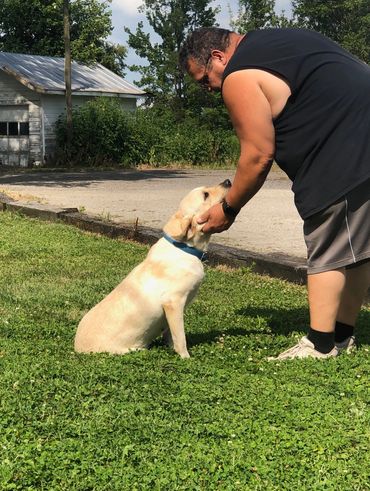 Blaze, Labrador Retriever