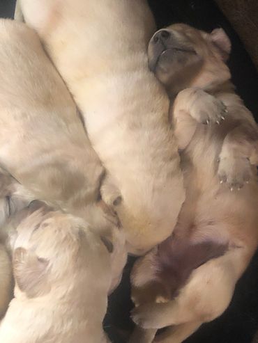 Portentoso's Burning Blaze's Labrador Retriever Puppies
