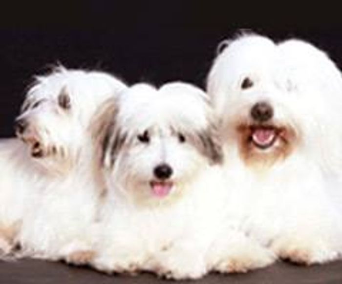 coton de tulear