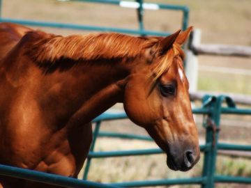 Sorrel horse at liberty in a round pen