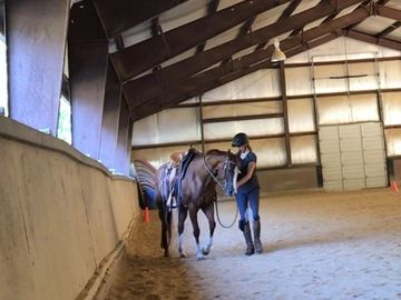 Horse being worked In-hand