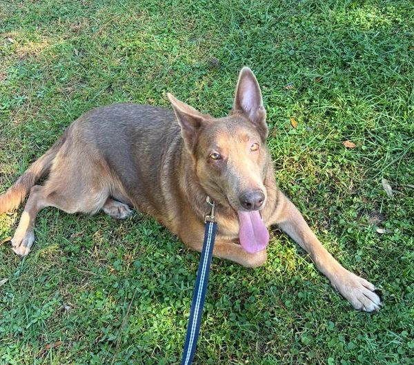 Dog lying on grass with tongue out.