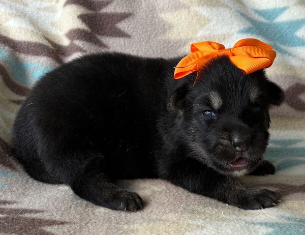 Black puppy with an orange bow lying on a blanket.