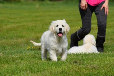 Golden retriever, import English cream, Tramin, top quality ECGR, English cream retriever,