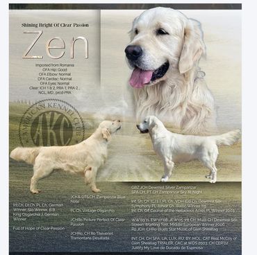 Direct import, ECGR, clear passion, import golden retriever, top quality golden retriever,