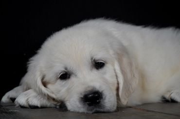 ECGR, English cream golden retriever puppies, import Tramin, true ECGR, golden retriever