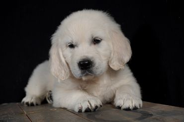 ECGR, golden retriever, Tramin, Ukraine, golden retriever puppies, cute puppies,