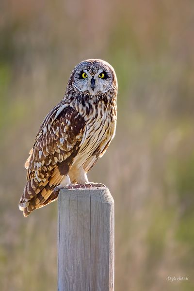Owl perched on a wooden post with intense yellow eyes.