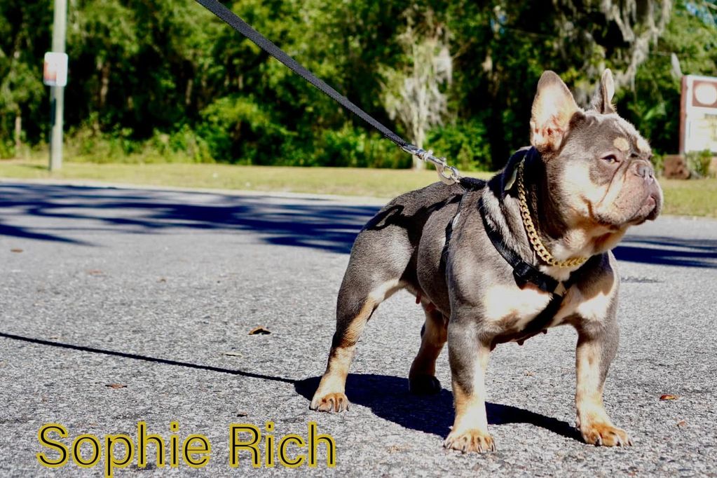 A French Bulldog on a leash standing confidently on a sunny street.