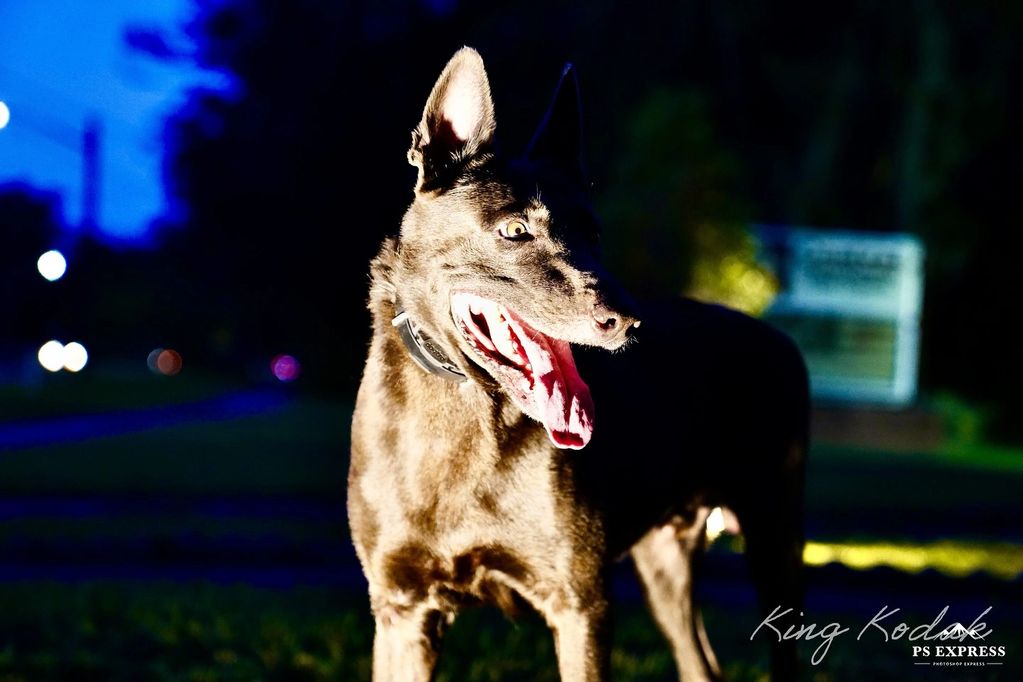 A dark brown dog with its tongue out, illuminated against a night background.