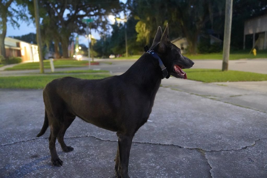 Black dog standing on a driveway in a suburban neighborhood at dusk.