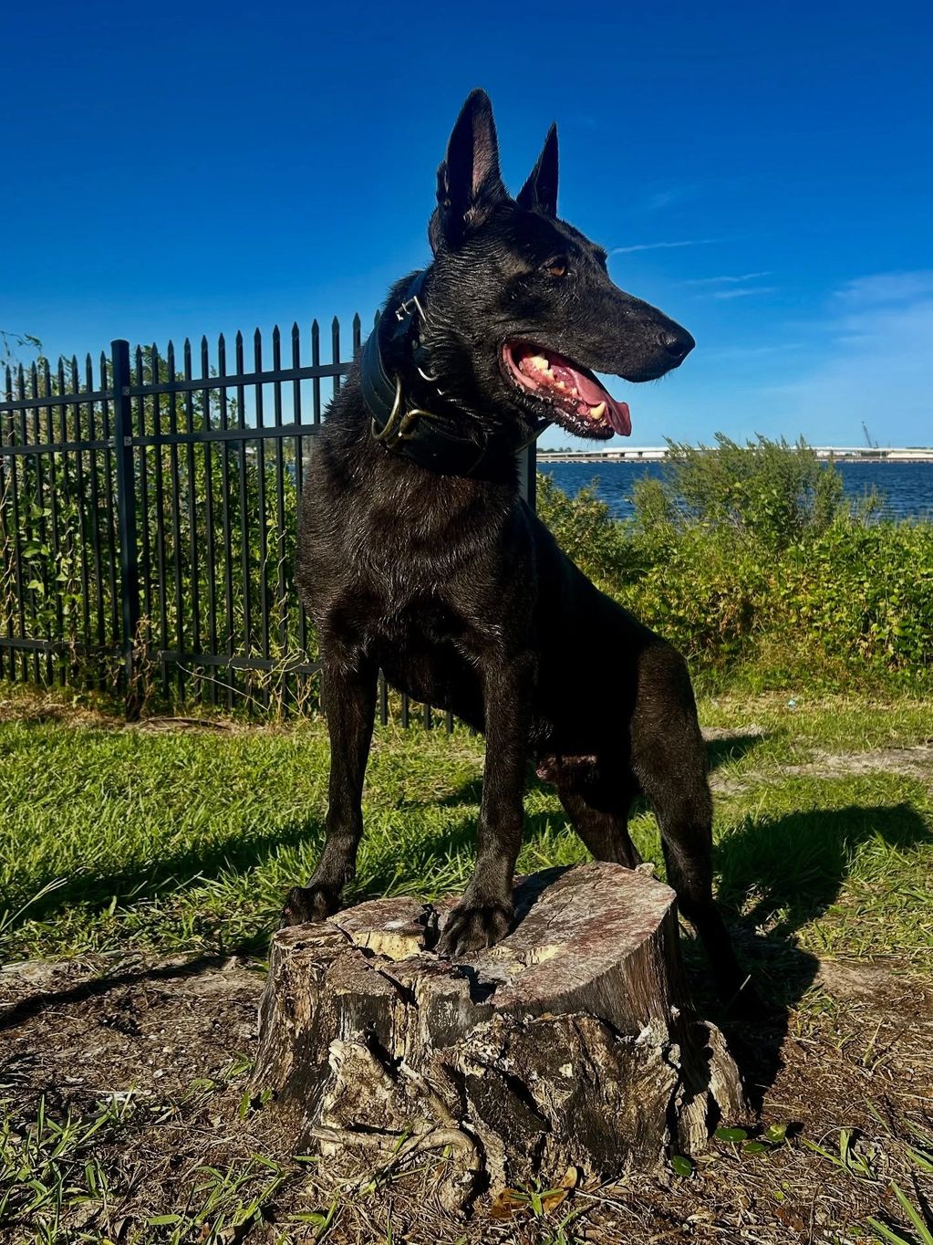 BLUE DUTCH SHEPHERD DOG