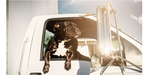 Cute Black Dog hanging out of a Best Bend Oregon Mover Bend Brothers Moving Truck Local Movers